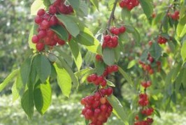 ７月１４日（日）はさくらんぼ種飛ばし大会があるよ～！