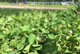 緊急再講演決定☆6/30（木）三沢市にて気づきがたくさん！「人間関係がラクになるメンタル講座」