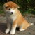 秋田犬 さんのプロフィール写真